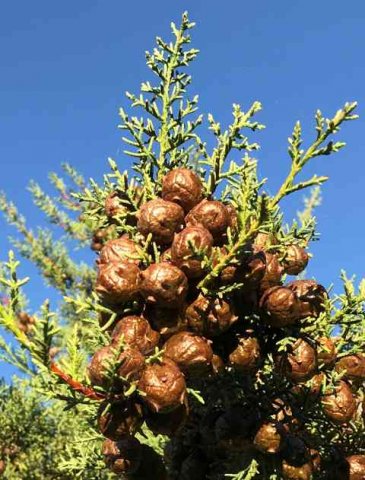 Some pretty cones (?) seen on a tree nr Castejón in Navarra, Spain.